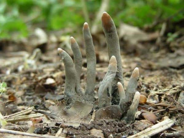 Những bằng chứng cho thấy thiên nhiên còn đáng sợ hơn cả phim kinh dị!
