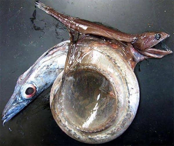 Những bằng chứng cho thấy thiên nhiên còn đáng sợ hơn cả phim kinh dị!