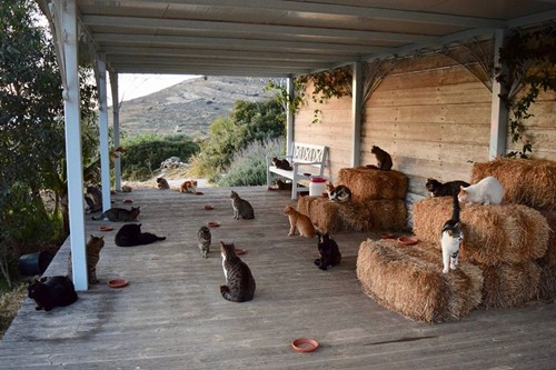 Những chú mèo đang sống tại Gods Little People Cat Rescue. Ảnh: Gods Little People Cat Rescue