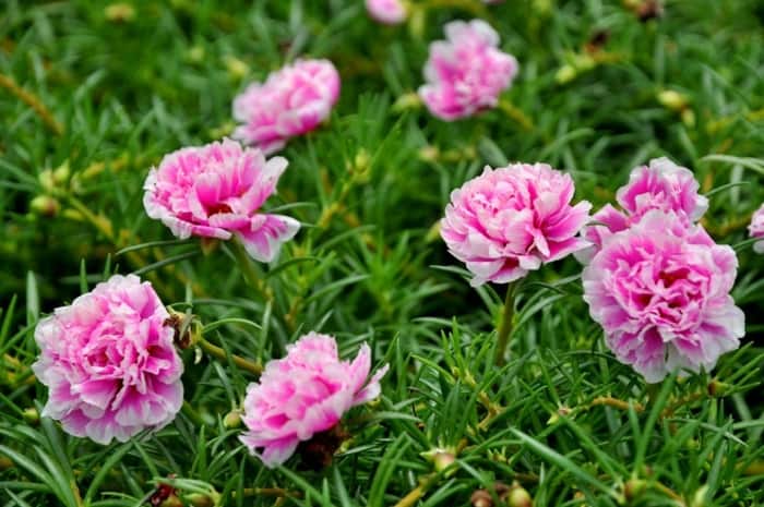 Các phương thuốc tại gia chữa ốm vặt cực hiệu quả 