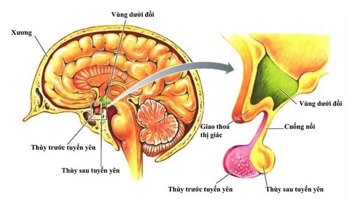  Vùng dưới đồi khá quan trọng.