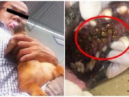 Để chó cưng liếm mặt và đây là hậu quả kinh hoàng mà người đàn ông này phải nhận