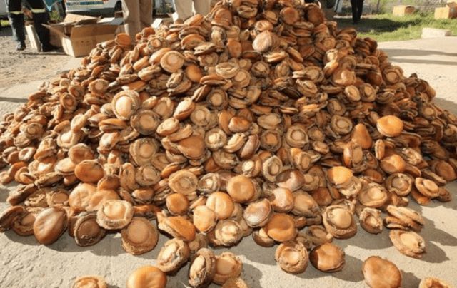  Bàn tiệc hàng chục nghìn USD ở TQ và câu chuyện đằng sau tính mạng ngư dân nghèo ở Nam Phi - Ảnh 3.