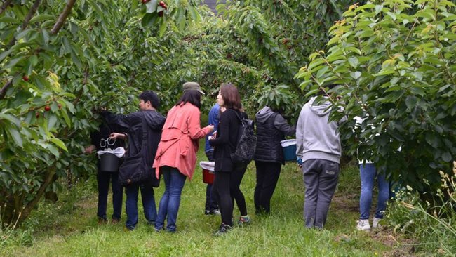Kết quả hình ảnh cho Red Hill Cherry Farm