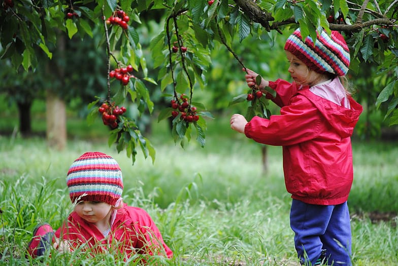 Kết quả hình ảnh cho Ripe N Ready Cherry Farm
