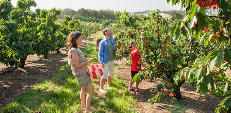 Kết quả hình ảnh cho Cherry Hill Orchards