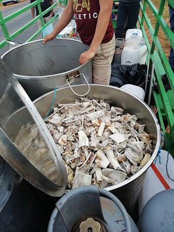 Số xương hổ và sư tử mà cảnh sát tịch thu từ nhóm nghi phạm gần thành phố Klerksdorp hôm 25/11. Ảnh: Hawks