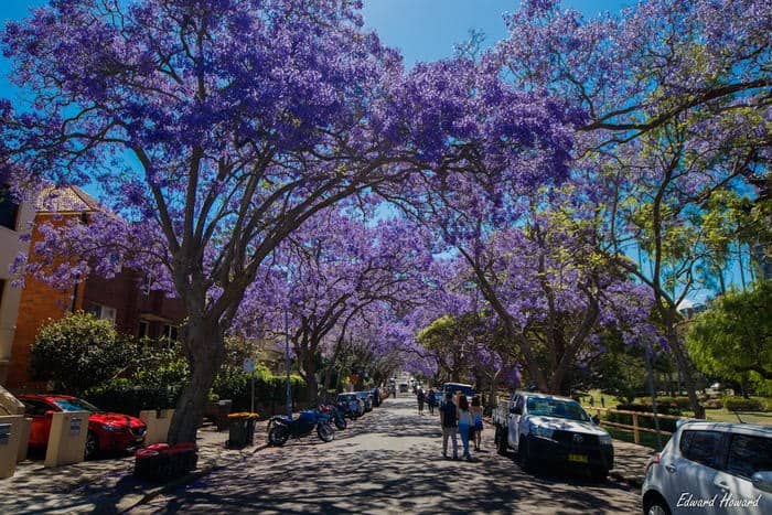Jacaranda in Kirribilli, Sydney