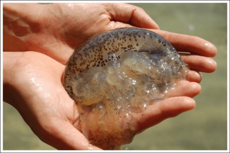  Những con sứa có nọc độc trên xúc tu của mình, khiến con người có thể bị ngứa khi chạm phải