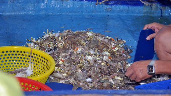 Tận diệt - đến cả trứng cá cũng không thoát - Ảnh 1. Tận diệt - đến cả trứng cá cũng không thoát - Ảnh 1.