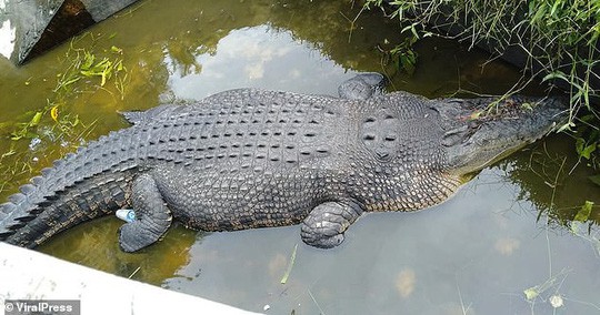 Cá sấu nhảy lên tường cao 2,5 m, giết chết nhà khoa học nữ - Ảnh 2.