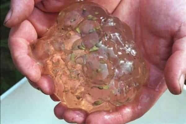 Top 17 chuyện lạ có thật trên thế giới, Việt Nam cũng góp mặt 