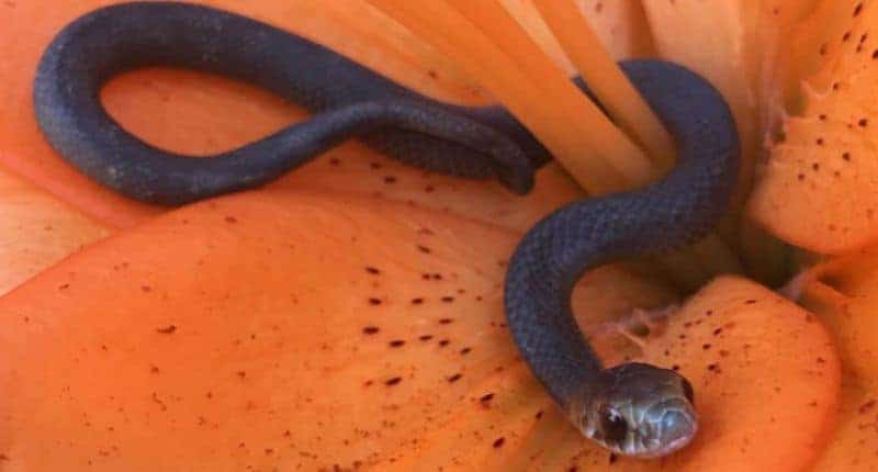 valentine's day flowers with snake australia