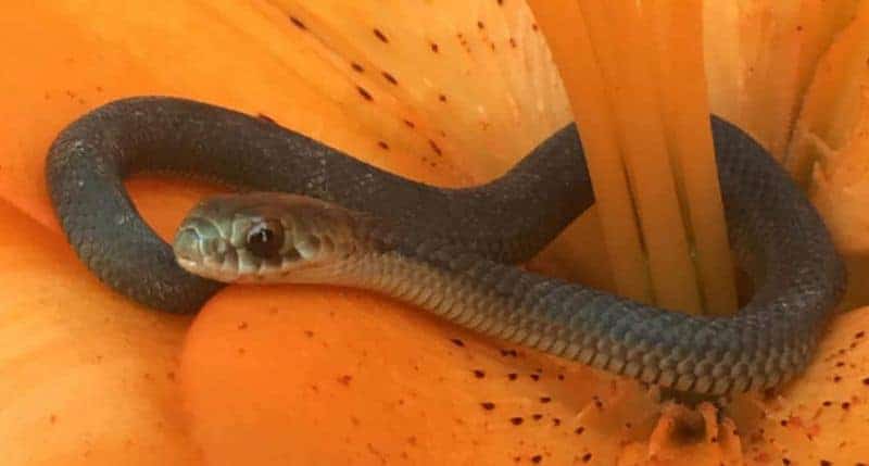valentine's day flowers with snake australia