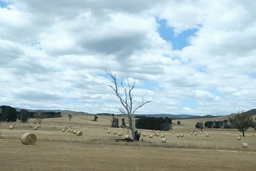 Thiên nhiên hoang dã của Australia, được anh Ngọc chụp trên đường từ Canberra đến Yarra Valley. Ảnh: NVCC.