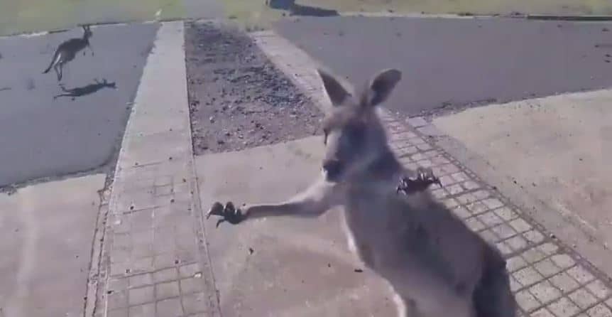 Paraglider punched by kangaroo on landing