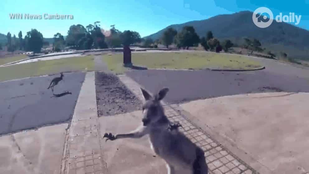 Paraglider punched by kangaroo on landing