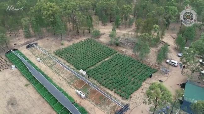 Queensland police uncover $5 million of cannabis