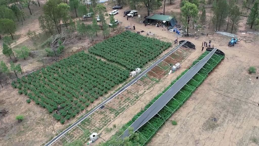 Queensland police uncover $5 million of cannabis
