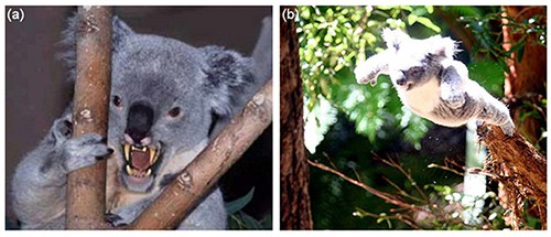 Drop bear và động tác tấn công của chúng trong bài viết đăng tải ngày Cá tháng Tư của tạp chí địa lý Australia. Ảnh: Australian Geographic.