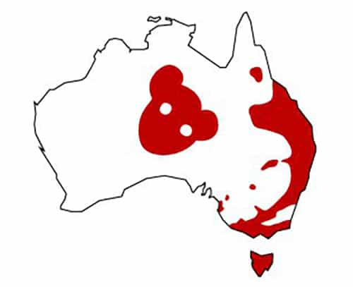 Bản đồ chỉ ra khu vực phân bố gấu nhảy trên trang web của bảo tàng Australia. Ảnh: Australian Museum.