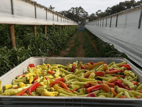 Hái ớt trong nông trại ở Mildura. Ảnh:   News.