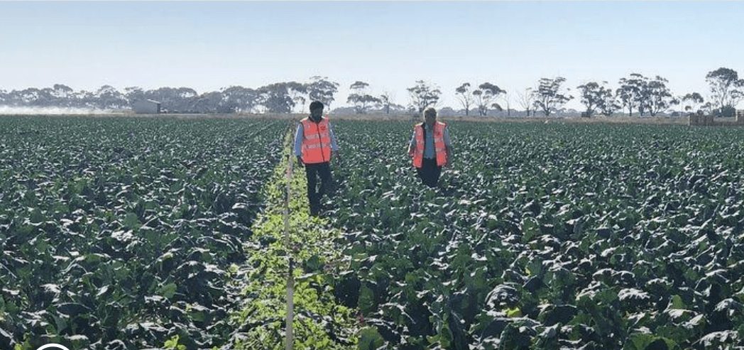 Melbourne: Nông dân cung cấp bài học tiếng Anh cho di dân, giúp họ thăng tiến trong ngành nông nghiệp - ảnh 1