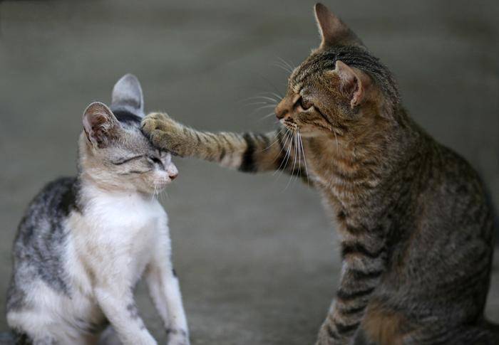 Humans can’t catch cat flu but other cats can catch it.