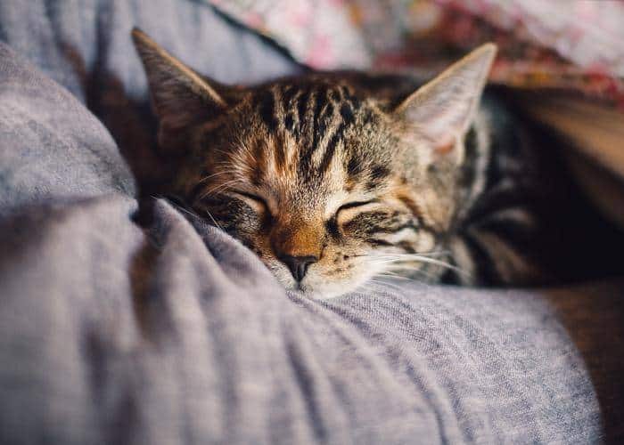 Many cats will recover from cat flu.