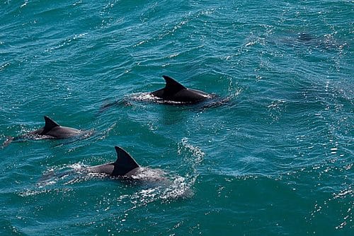 Vịnh Jervis (New South Wales), nơi có các tảng đá ở dưới nước là hang động sinh sống của các loài cá và các sinh vật biển khác. Bên cạnh đó, nơi đây còn có cỏ biển, cá heo, hải cẩu và cá voi mũi chai... những sinh vật bạn luôn mong muốn xuất hiện trong chuyến lặn của mình. Ảnh: Pinterest.