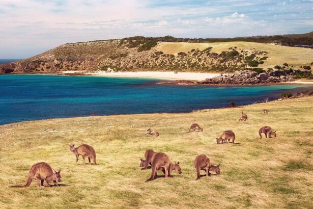 Tới những hẻo lánh một mình - Điều bạn không nên làm ở Úc