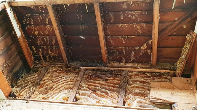Giật mình khi phát hiện tổ ong mật khổng lồ có hơn 60,000 con trên trần nhà - ảnh 3
