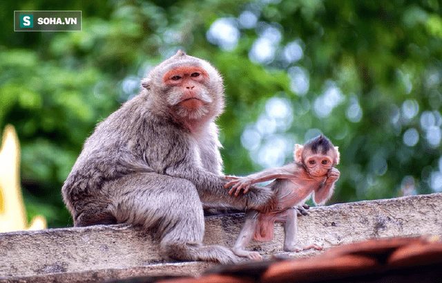  Hại chết 3 con chim non từ khi còn nhỏ, đến khi có con, người đàn ông phải chịu nghiệp báo - Ảnh 1.