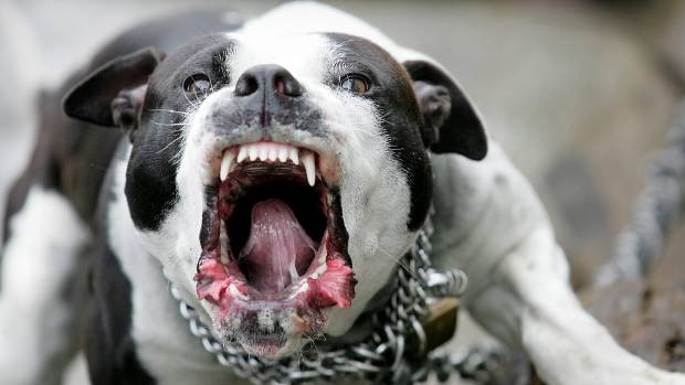 Úc: Chó cưng bị 3 con pitbull cắn mất mạng, chủ dùng cung tên bắn chết từng con một - 2