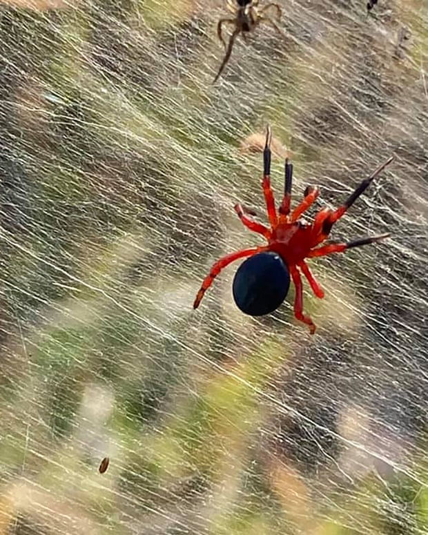 Mạng nhện khổng lồ kinh hồn ở Úc - Ảnh 2.
