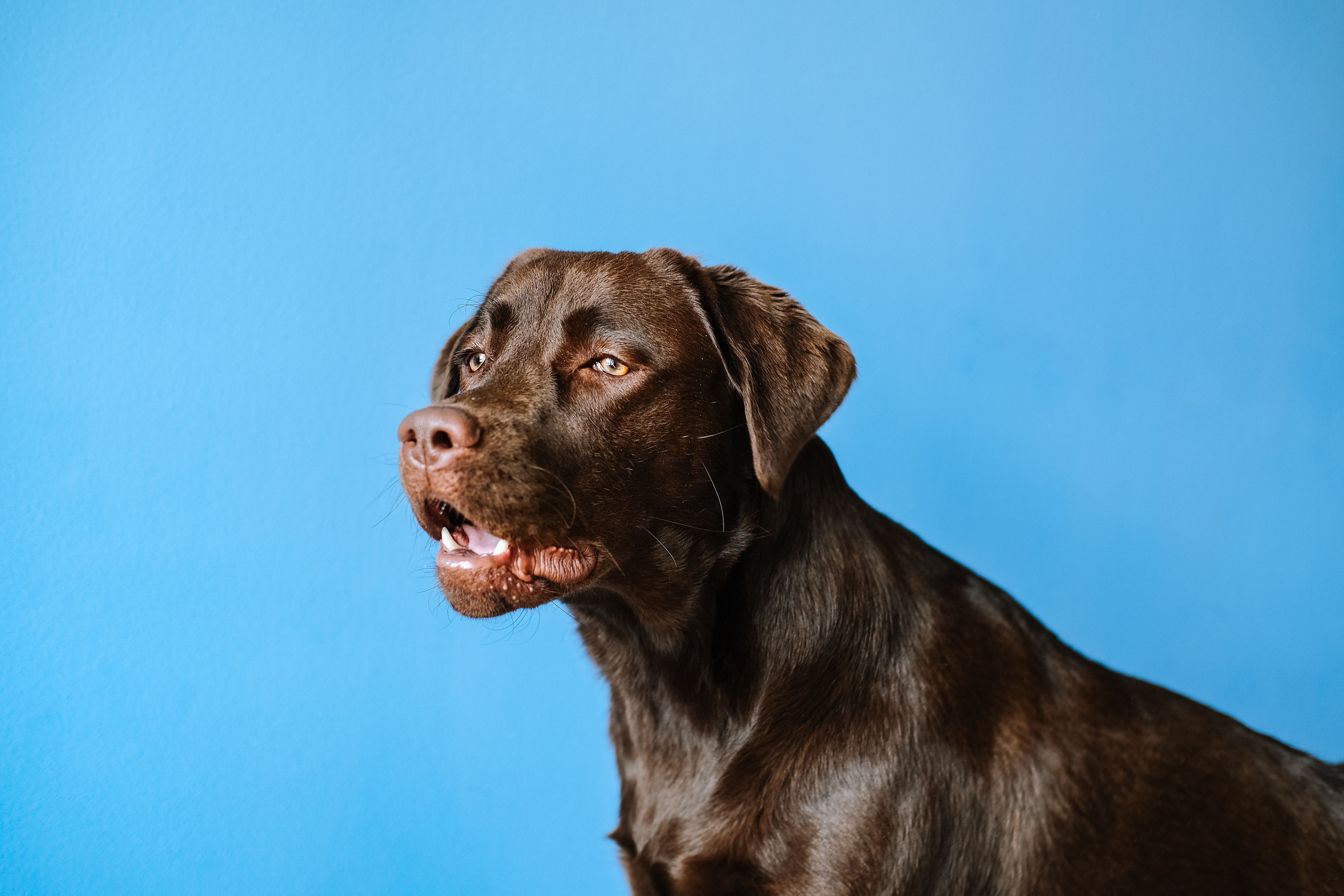 Sniffer dogs have proven "extremely accurate" at identifying coronavirus in controlled settings.