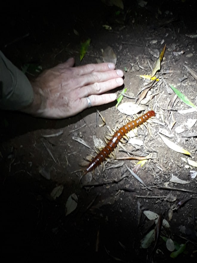 Australia: Rết khổng lồ trên đảo ăn thịt hàng nghìn con chim biển mỗi năm nhưng đó lại là điều tốt - Ảnh 1.