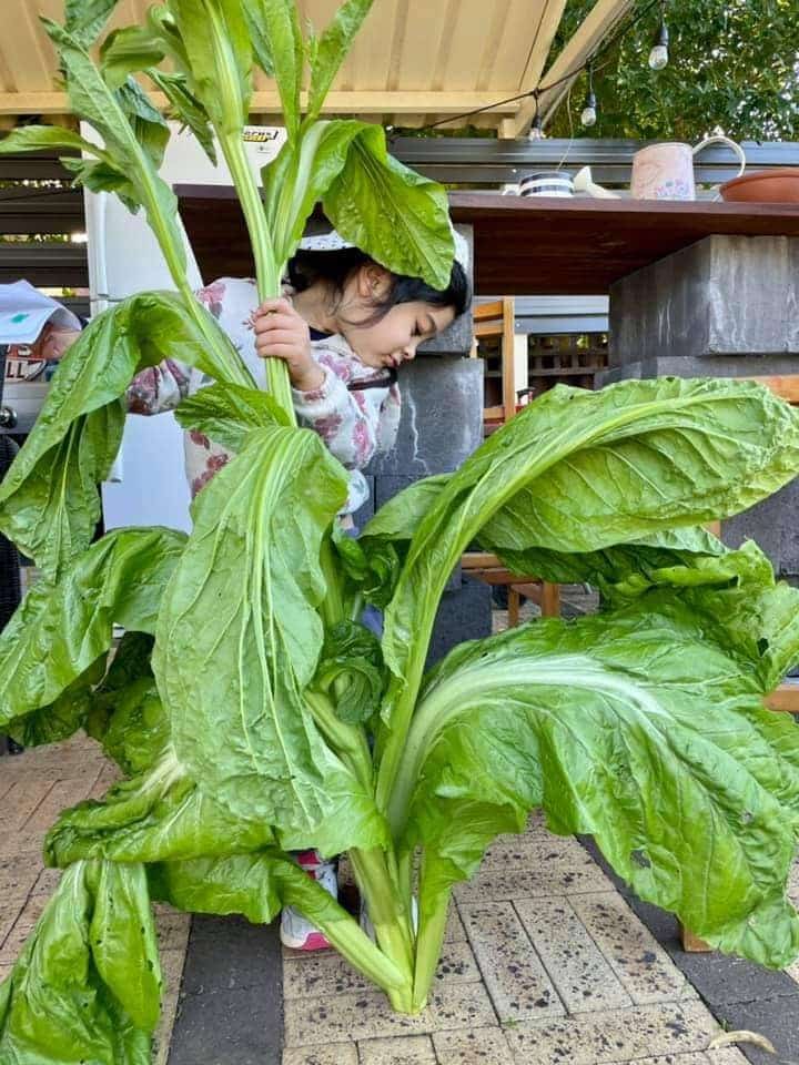 Nguoi me Viet o Australia trong cay trai khong lo anh 3