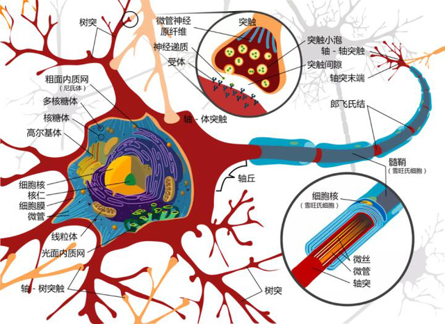  Sau 8 tiếng, loại virus này sẽ chui vào não và nó sẽ trở thành bất tử  - Ảnh 4.