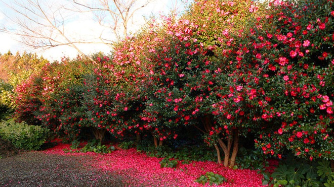 Mê mẩn khu vườn với 6.000 cây hoa trà đỏ rực - 1
