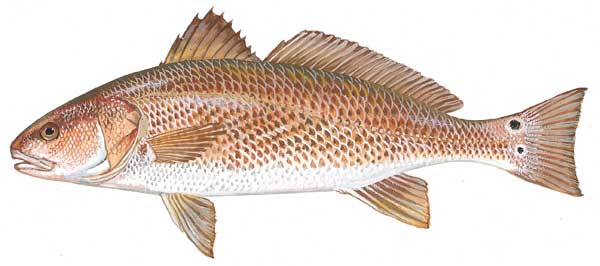 Bộ phận tiền tỷ này của một loài cá Việt Nam được thế giới săn đón, Nhật Bản ví như “trời ban”, ngư dân chỉ bắt được 1 con đã đủ ăn cả đời - Ảnh 1.
