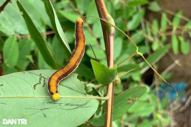 Lạ lùng đặc sản độc nhất ở Tây Nguyên, khách nhắm tít mắt mới dám thử - 4