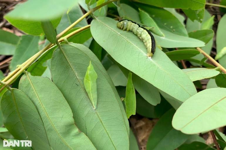 Lạ lùng đặc sản độc nhất ở Tây Nguyên, khách nhắm tít mắt mới dám thử - 3