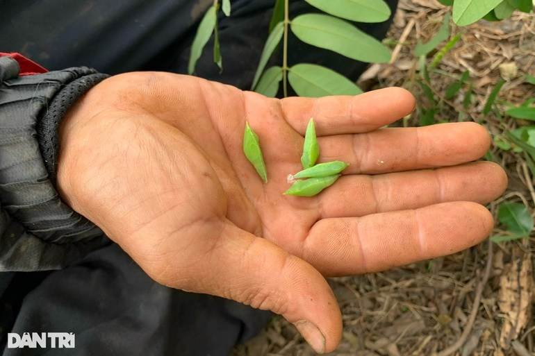 Lạ lùng đặc sản độc nhất ở Tây Nguyên, khách nhắm tít mắt mới dám thử - 5