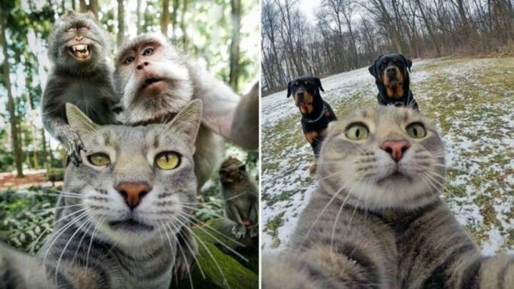 Chú mèo có biệt tài selfie cực chất trở thành ngôi sao MXH với hơn nửa triệu fan - 10