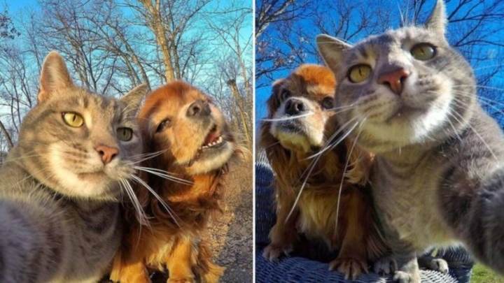Chú mèo có biệt tài selfie cực chất trở thành ngôi sao MXH với hơn nửa triệu fan - 9