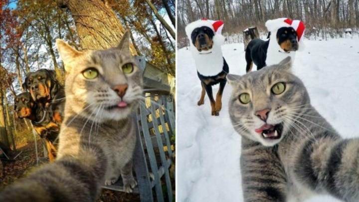 Chú mèo có biệt tài selfie cực chất trở thành ngôi sao MXH với hơn nửa triệu fan - 7