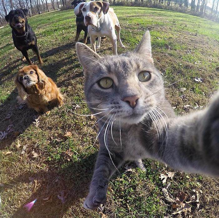 Chú mèo có biệt tài selfie cực chất trở thành ngôi sao MXH với hơn nửa triệu fan - 8