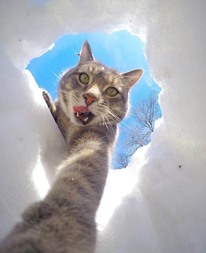 Chú mèo có biệt tài selfie cực chất trở thành ngôi sao MXH với hơn nửa triệu fan - 2