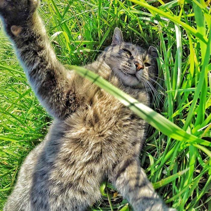 Chú mèo có biệt tài selfie cực chất trở thành ngôi sao MXH với hơn nửa triệu fan - 4
